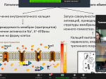 Онлайн-собрание студенческих научных кружков по биохимии Башкирского государственного медицинского университета и Рязанского государственного медицинского университета имени академика И.П. Павлова