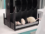 A step towards defeating depression: BSMU scientists have moved to a new stage of research in the development of an antidepressant