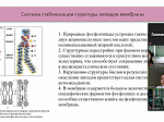 Онлайн-собрание студенческих научных кружков по биохимии Башкирского государственного медицинского университета и Рязанского государственного медицинского университета имени академика И.П. Павлова