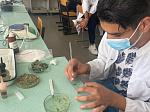 BSMU teachers held case studies for future pharmacists from foreign countries